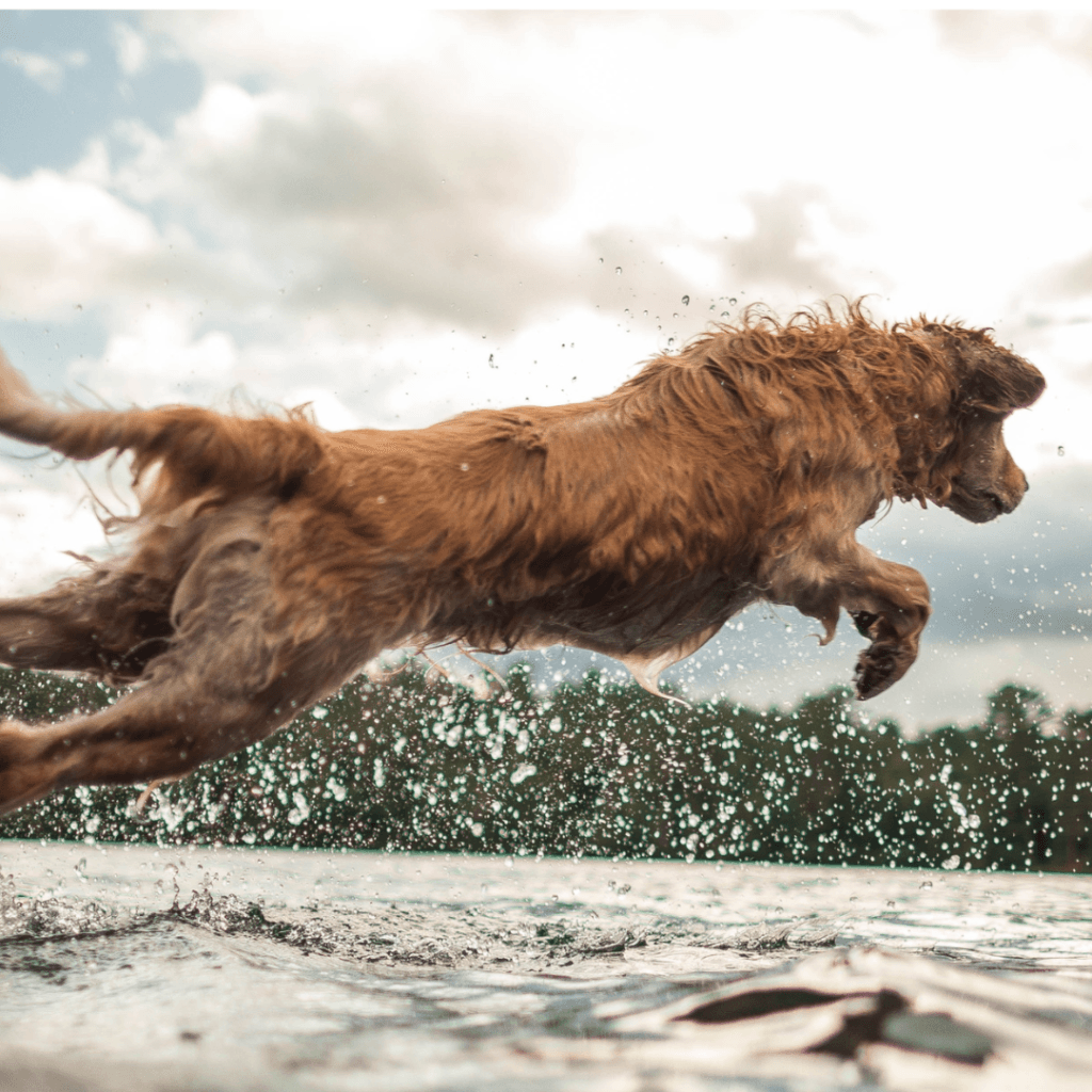 Perro Golden Retriever saltando al agua en el Lago Calima, hospedaje pet friendly.
