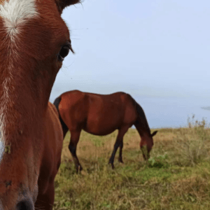 Caballos pastando en los alrededores de Oasis Calima, experiencia de conexión rural y naturaleza. Naturaleza Calima Paisajismo / Rural