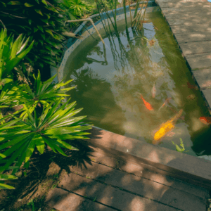 Huésped alimentando peces koi en el estanque ornamental de Oasis Calima, actividad de relajación. Experiencias naturales Actividades familiares
