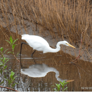 Garza blanca en la orilla del lago, fauna silvestre observable desde Oasis Calima.